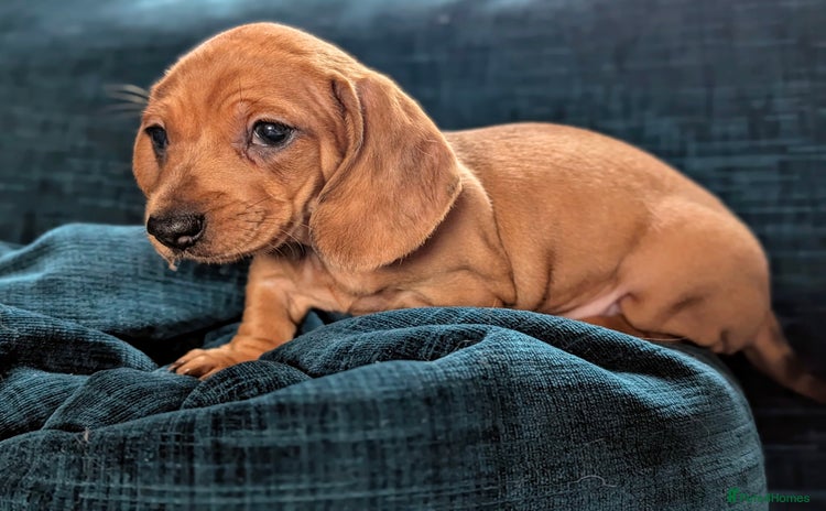 Miniature Dachshund dogs - Advert 9