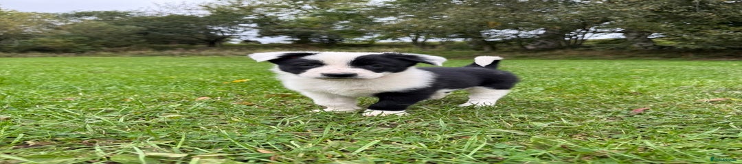 Border Collie Puppy 1