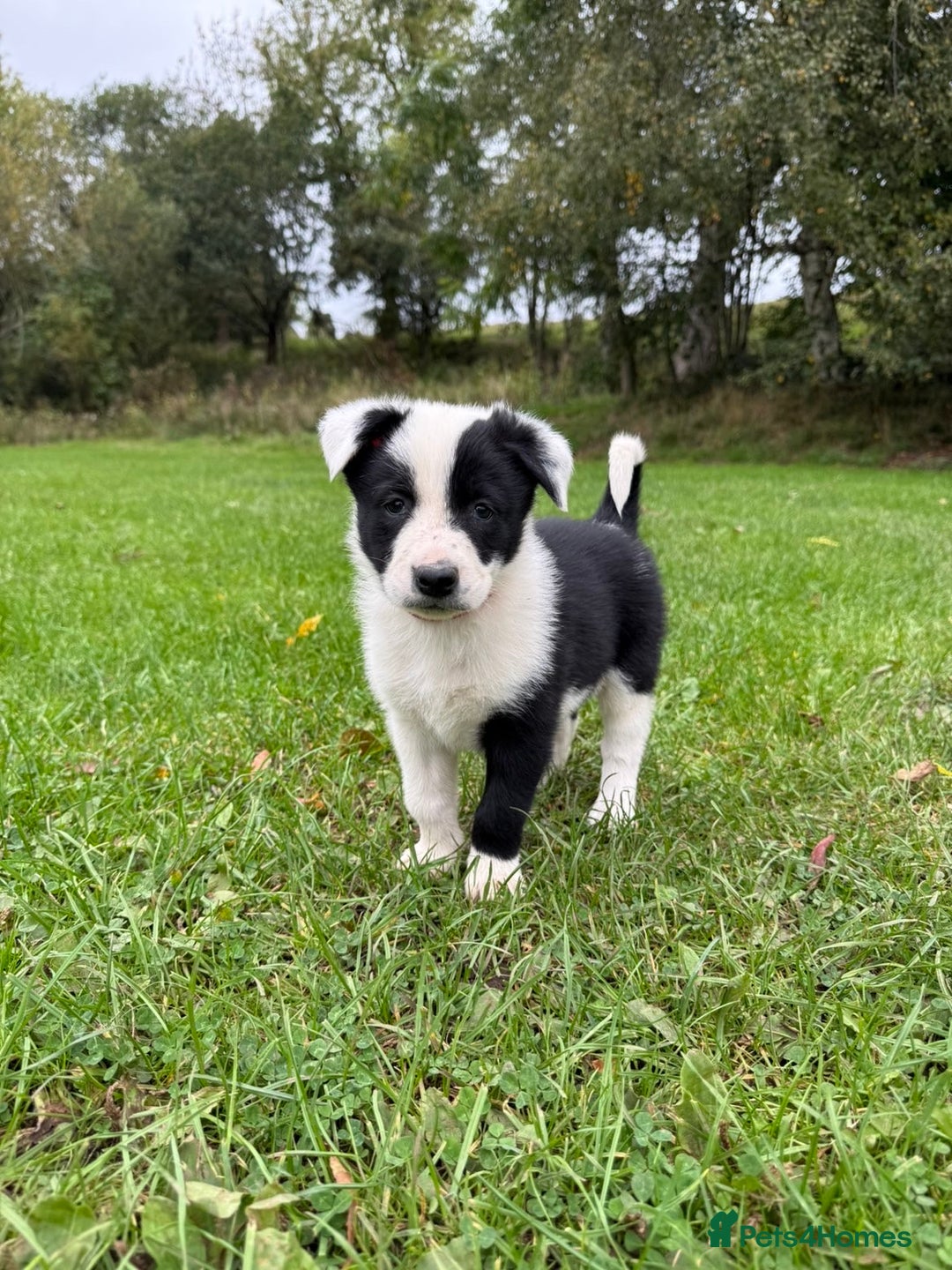 Border Collie dogs for sale: Border collies puppies - Image 22
