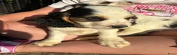 Cocker Spaniel dogs for sale: Working cocker spaniel puppies  - Advert 5