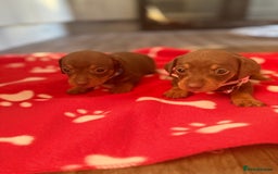 Miniature Dachshund dogs for sale: 5 playful miniature dachshund - Image 9