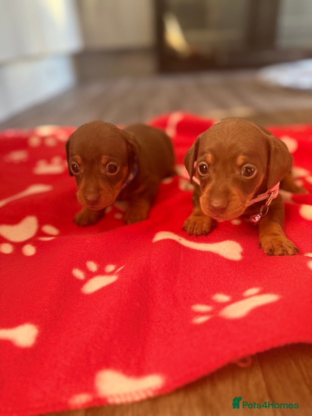 Miniature Dachshund dogs for sale: 5 playful miniature dachshund - Image 9