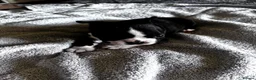 Boston Terrier dogs for sale: Gorgeous Boston terrier pups  - Advert 6