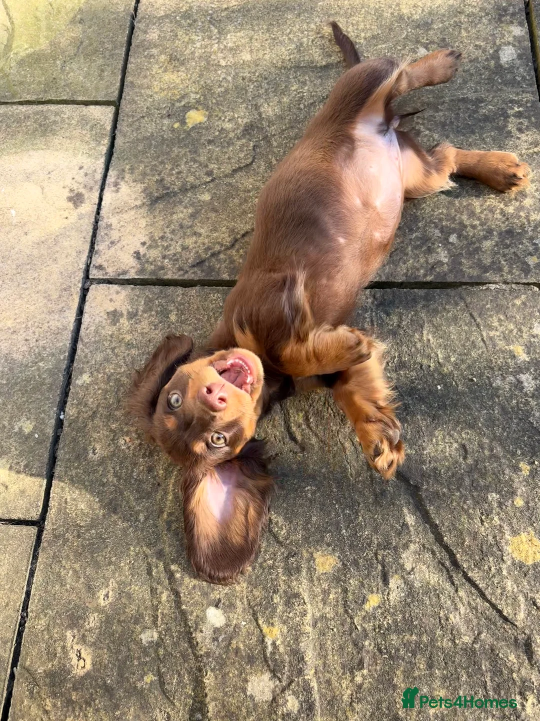 Dachshund dogs for sale: 12 month old female miniature Dachshund  - Advert 4