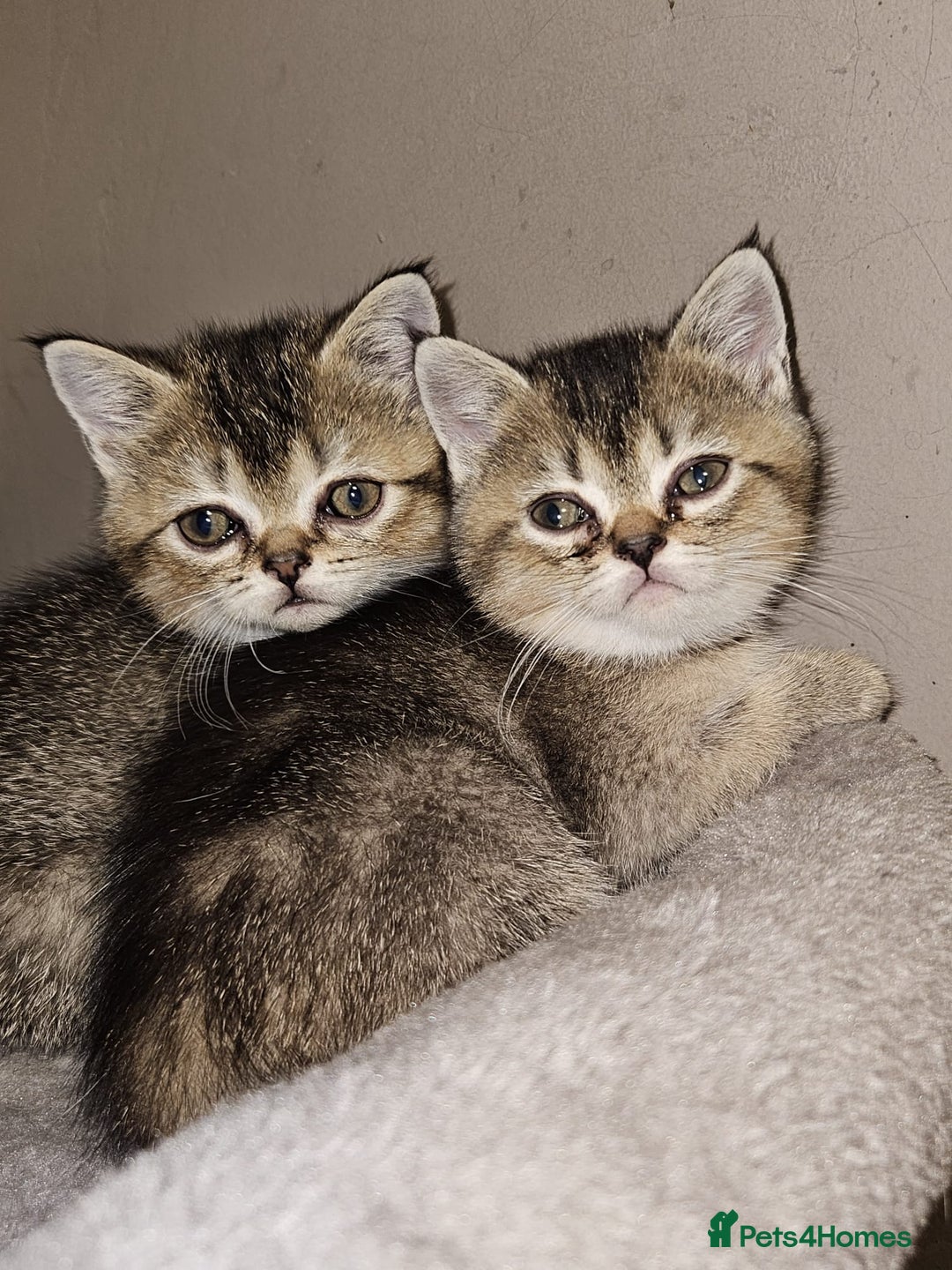 British Shorthair cats for sale: British Shorthair Kittens Full Pedigree Parents  - Advert 14