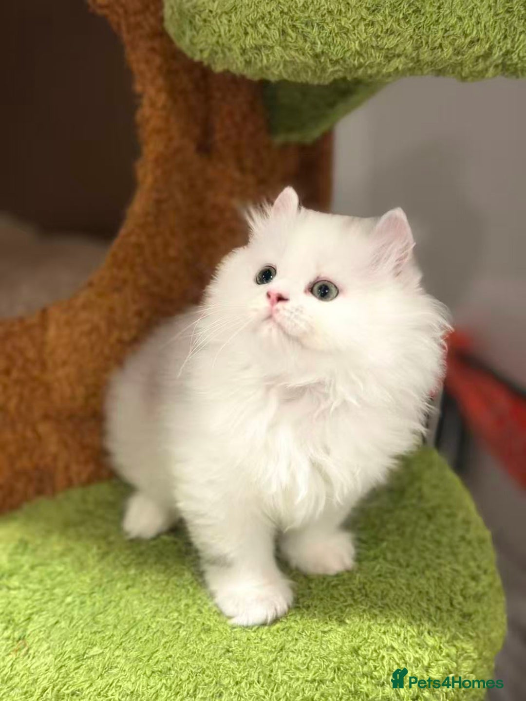 Munchkin cats for sale: Super stunning & rare Minuet - Image 31
