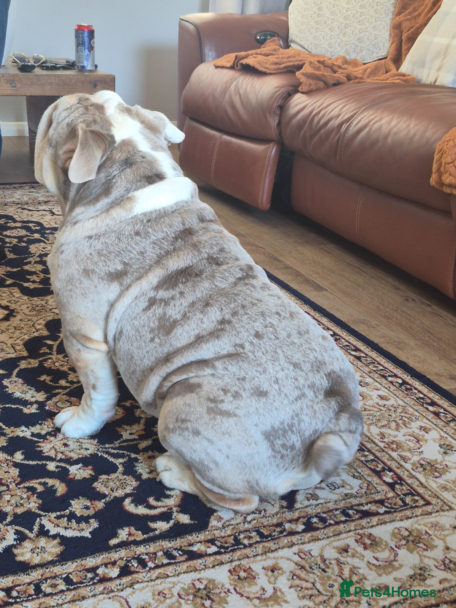 English Bulldog dogs for sale: Frank the bulldog  - Advert 5