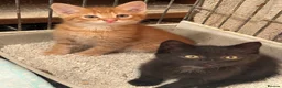 Mixed Breed cats for sale: Kittens  - Advert 3