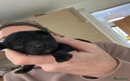 Cockapoo dogs for sale: Toy cockapoo - Advert 2