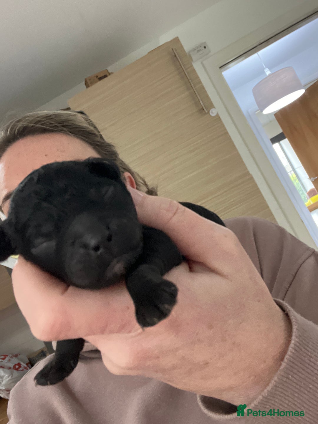 Cockapoo dogs for sale: Toy cockapoo - Advert 2