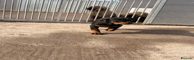 Rottweiler Puppy 1
