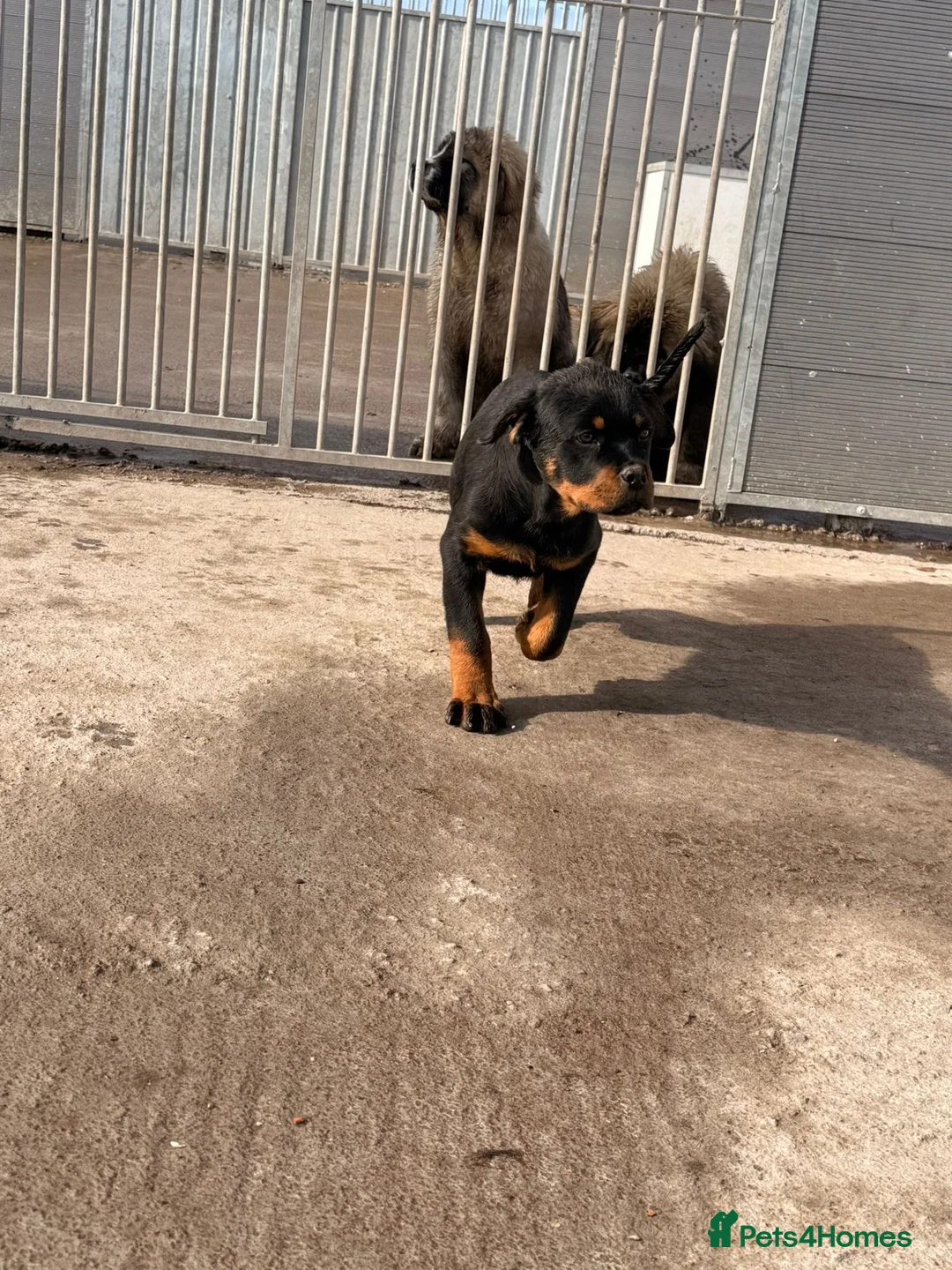 Rottweiler dogs for sale: 5-Generation Kennel Club Rottweiler Puppies  - Advert 2