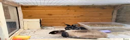 Mixed Breed rabbits for sale: Bonded neutered and vaccinated  - Advert 3