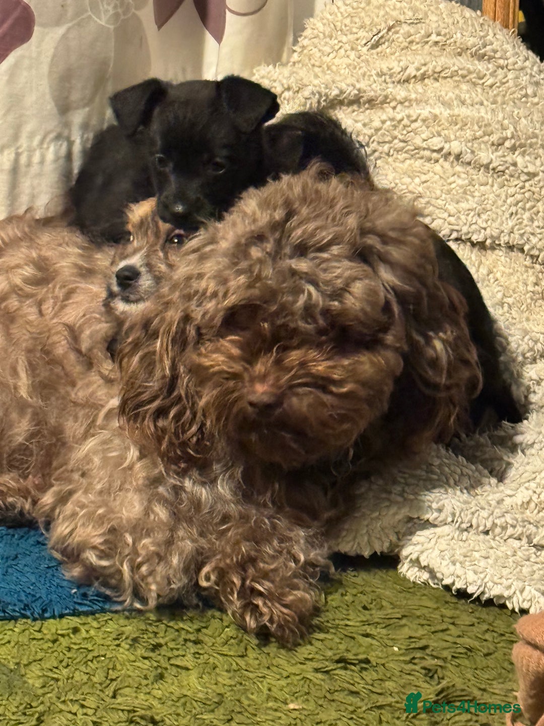 Mixed Breed dogs for sale: Shih-poo x Jack Russell Puppys - Advert 5