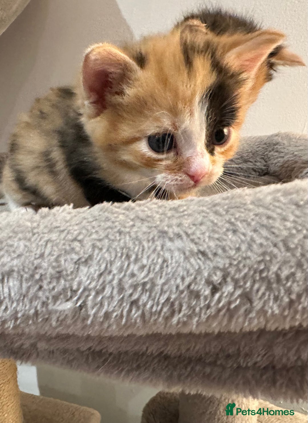 Domestic Shorthair cats for sale: 🐾Sorry….All REHOMED now 🥰 🐾 - Advert 30