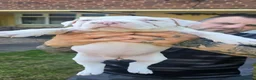 American Bully dogs for sale: American Bully Standard  - Advert 21