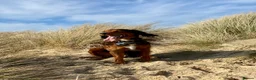 Mixed Breed dogs for stud: Proven Sprocker Spaniel For Stud - Advert 9
