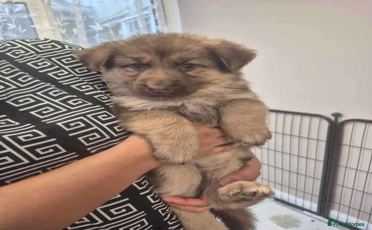 German Shepherd dogs - Advert 1