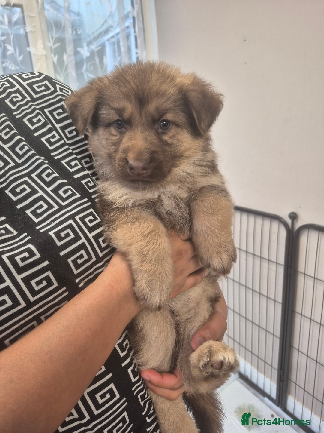 German Shepherd dogs for sale: READY TO leave 1 left German Shepherd kc reg pups - Advert 12