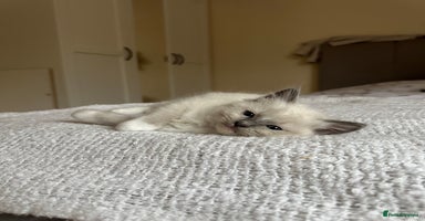Ragdoll cats - Advert 7