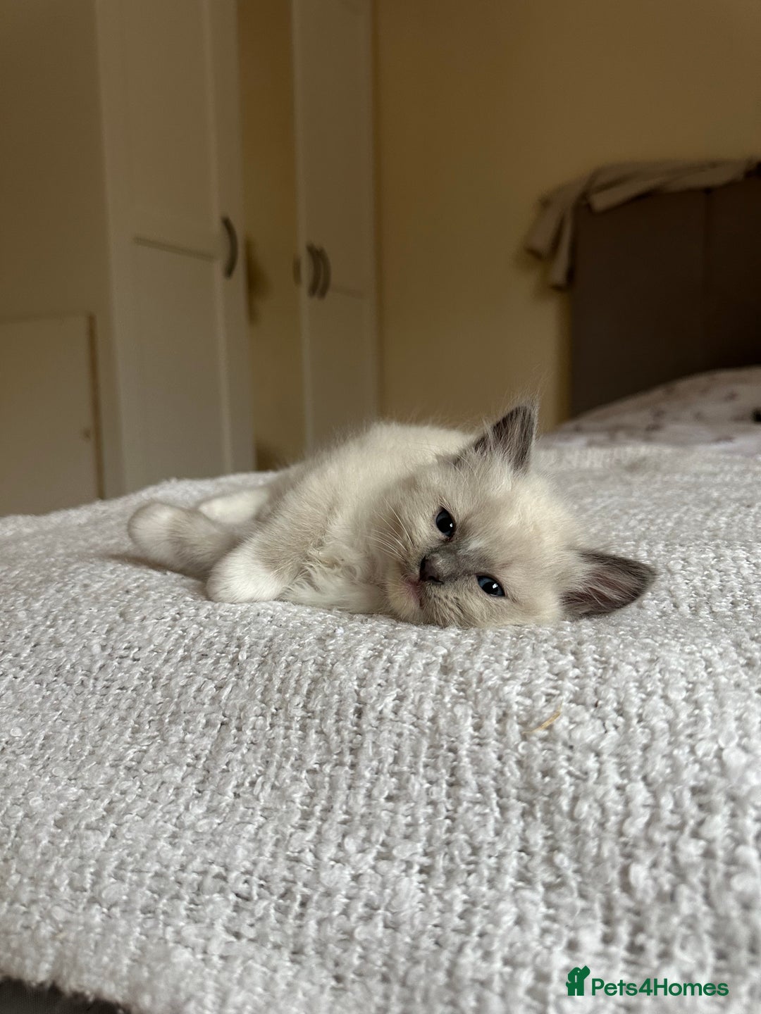 Ragdoll cats for sale: GCCF reg parents , pure breed ragdoll kittens 🤍 - Image 3