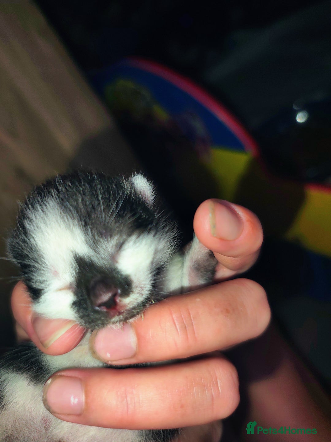 Mixed Breed cats for sale: Kittens - Image 18