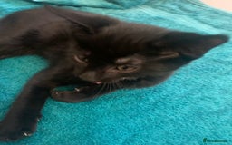 Mixed Breed cats for sale: Gorgeous little panthers - Image 6