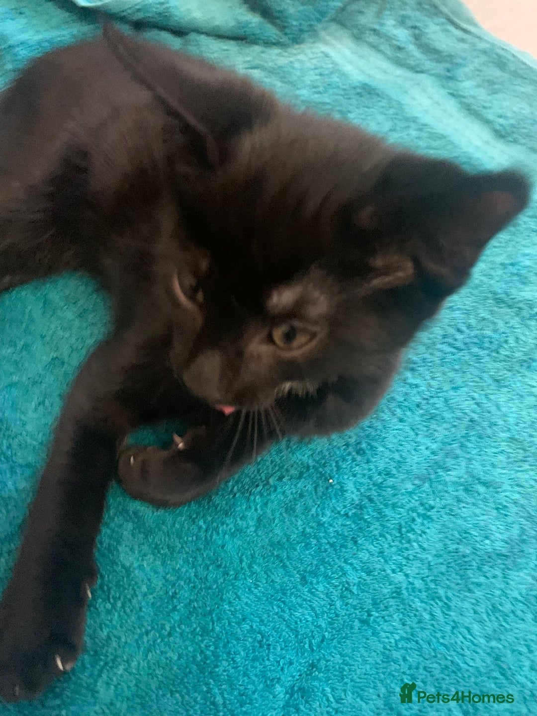 Mixed Breed cats for sale: Gorgeous little panthers - Image 6