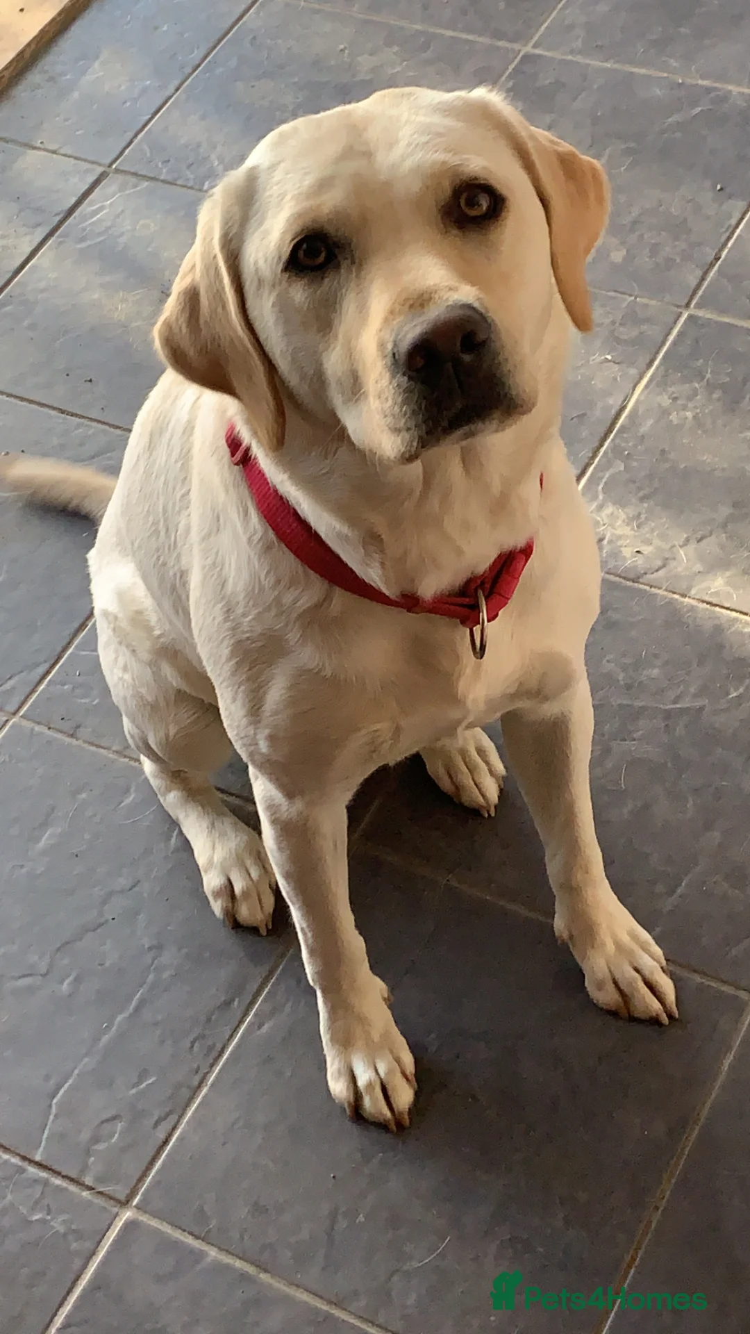 Labrador Retriever dogs for sale: Female Labrador retriever  - Advert 1