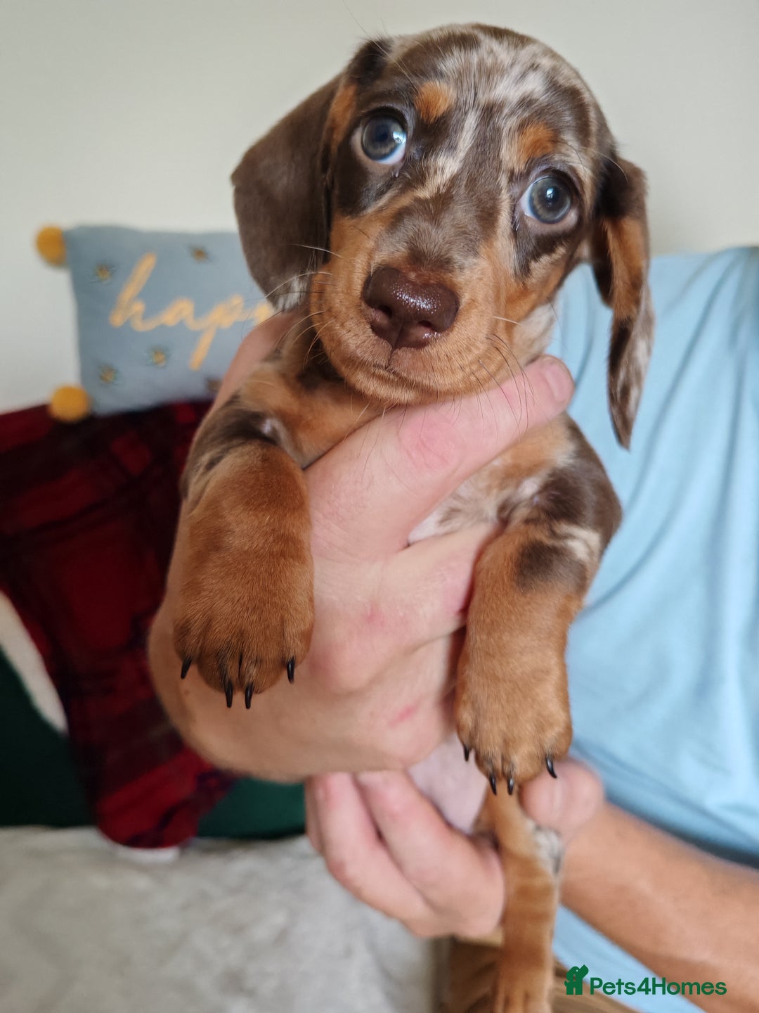 Miniature Dachshund dogs for sale: MINIATURE DACHSHUND FOR SALE  - Image 9