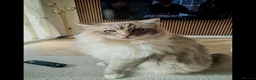 Ragdoll cats for sale: 6 year old male ragdoll - Advert 7