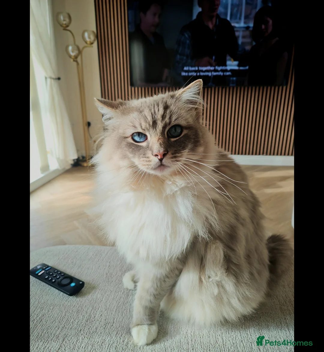 Ragdoll cats for sale: 6 year old male ragdoll - Advert 7