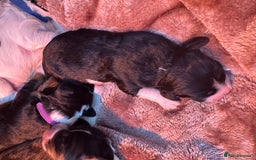 Mixed Breed dogs for sale: Border doodle - Image 9