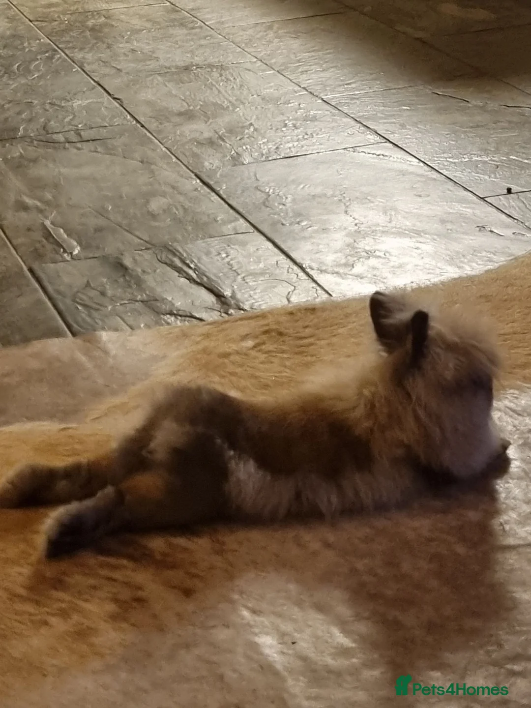 Lionhead rabbits for sale: Double coated lion haired neutered male rabbit  - Advert 1