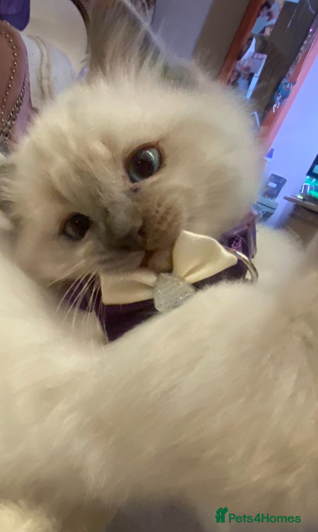 Ragdoll cats for sale: Stunning Ragdolls kittens - Advert 5