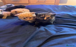 American Shorthair cats for sale: 6 kittens  - Image 3