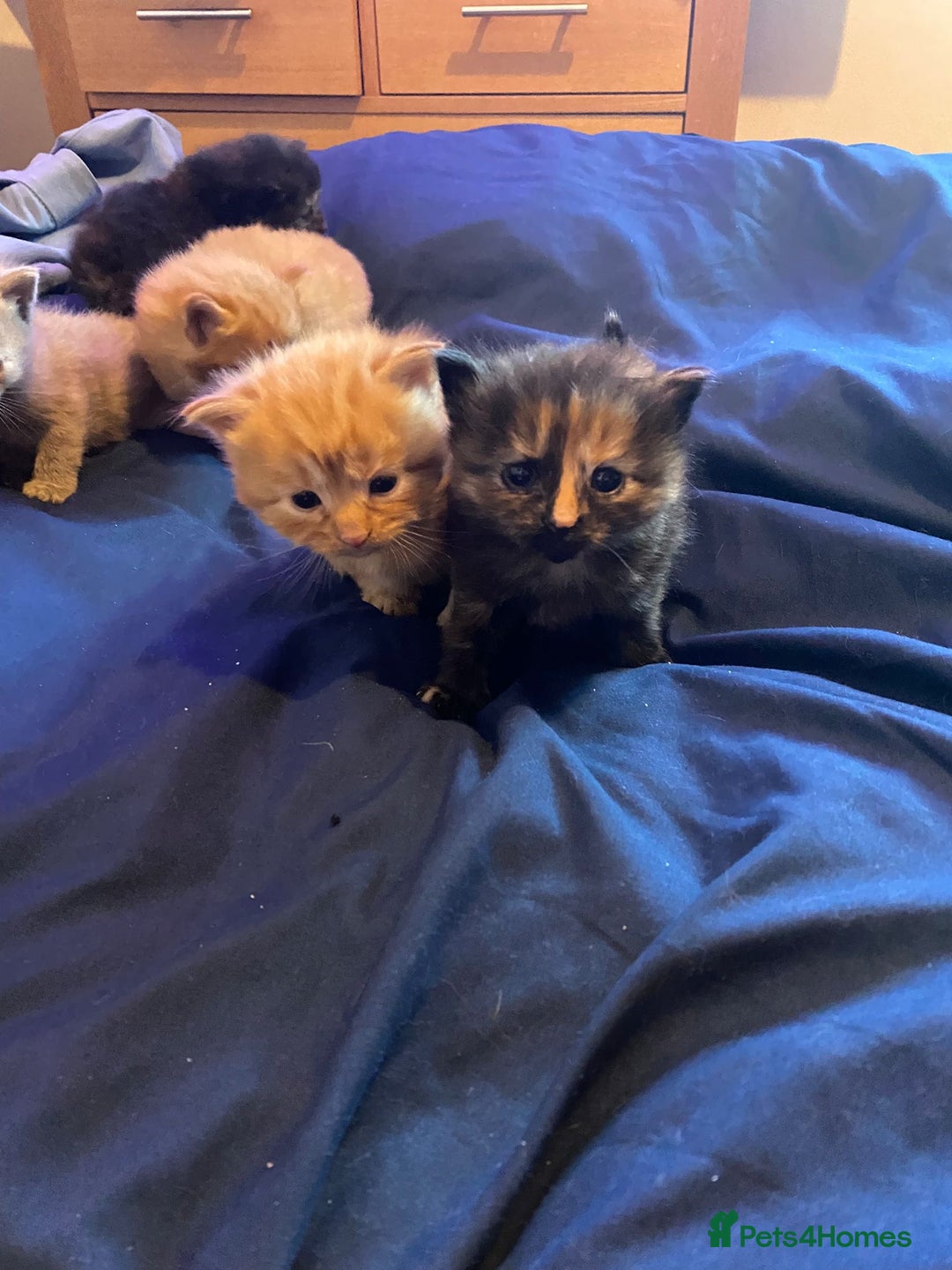 American Shorthair cats for sale: 6 kittens  - Image 3