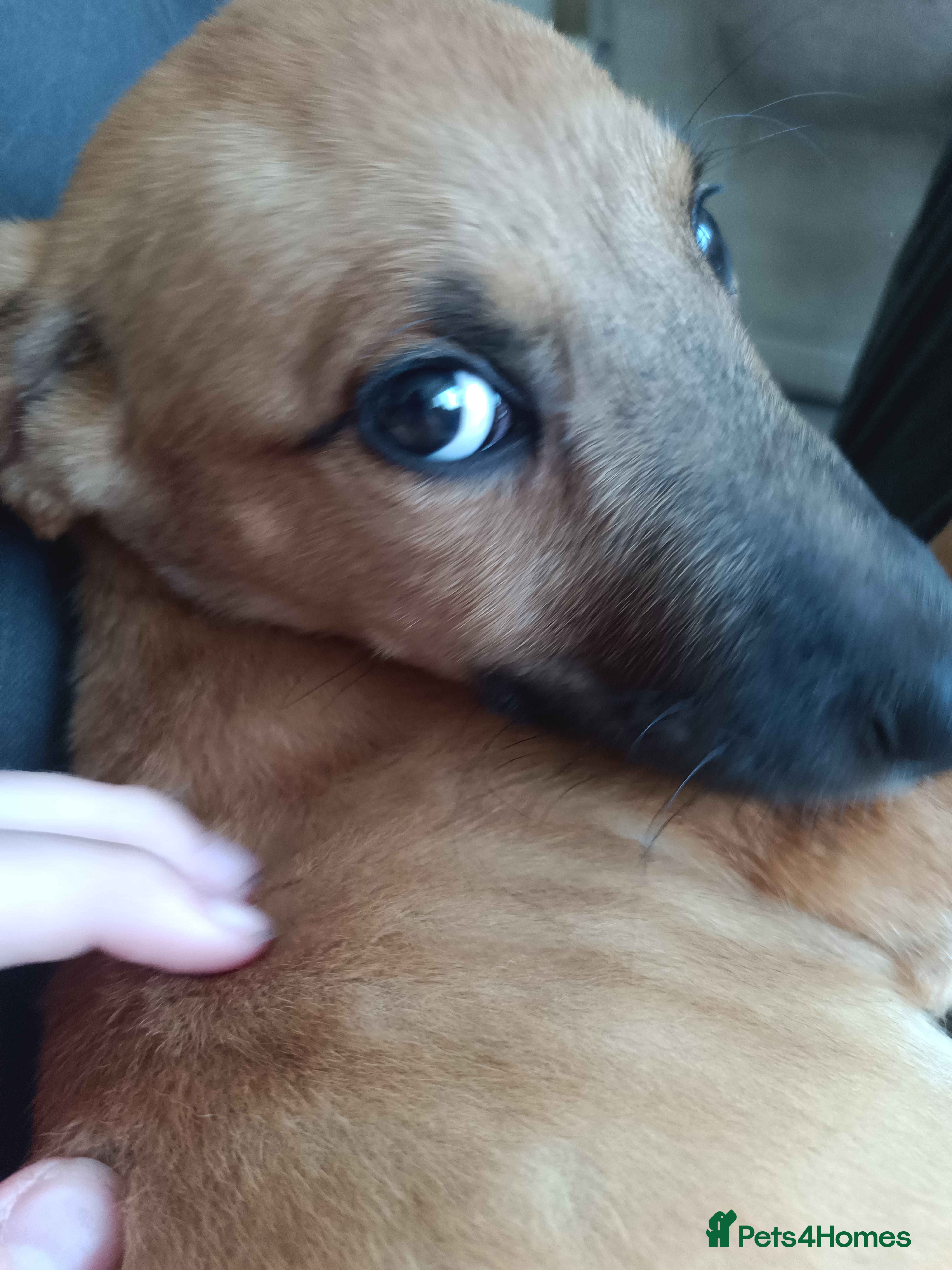 Lurcher dogs Beautiful Working Stock Female Lurcher Puppy - Advert 1