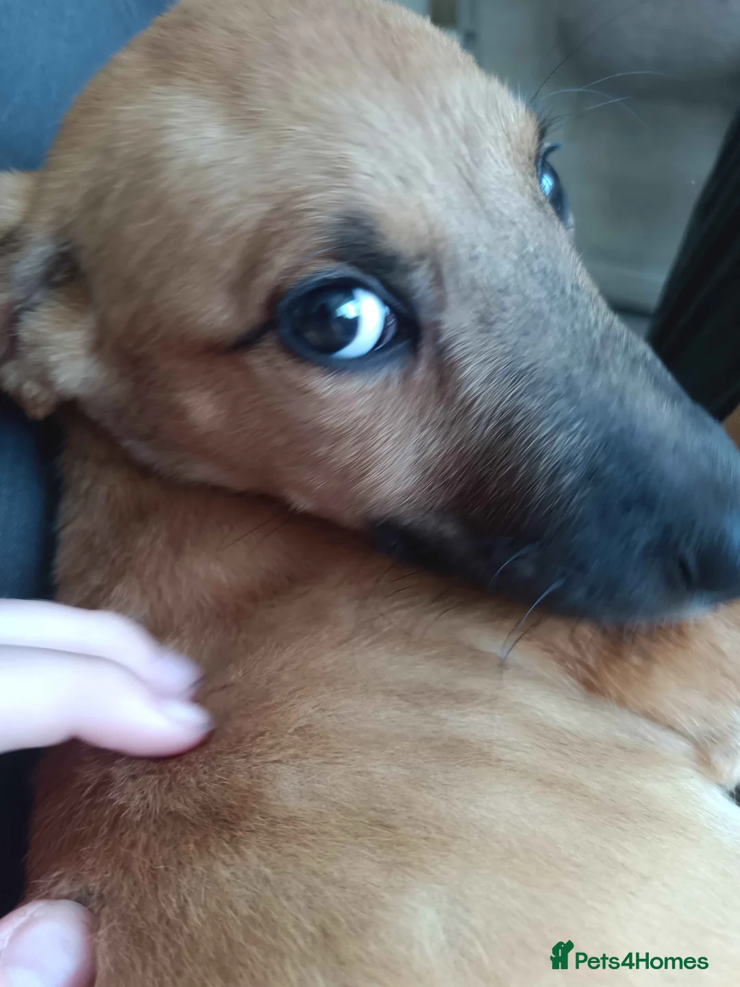 Lurcher dogs for sale: Beautiful Working Stock Female Lurcher Puppy - Advert 1