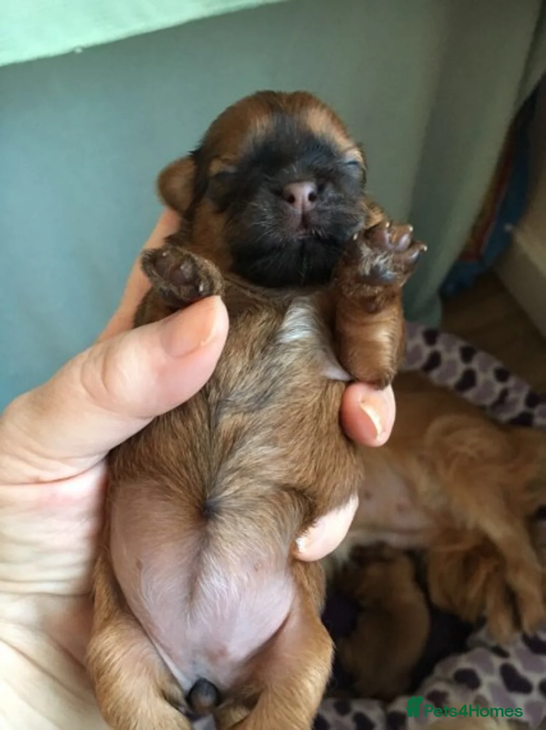 Shih Tzu dogs for stud: Shih tzu stud (Proven) not for sale in Glasgow - Advert 11