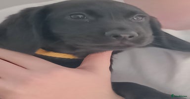 Mixed Breed dogs - Advert 7