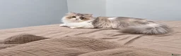Napoleon cats for sale: Purebred Silver & White Short-Legged Minuet Girl  - Advert 4