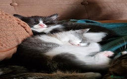 Ragdoll cats for sale: 2 Ragdoll cross kittens - Image 3