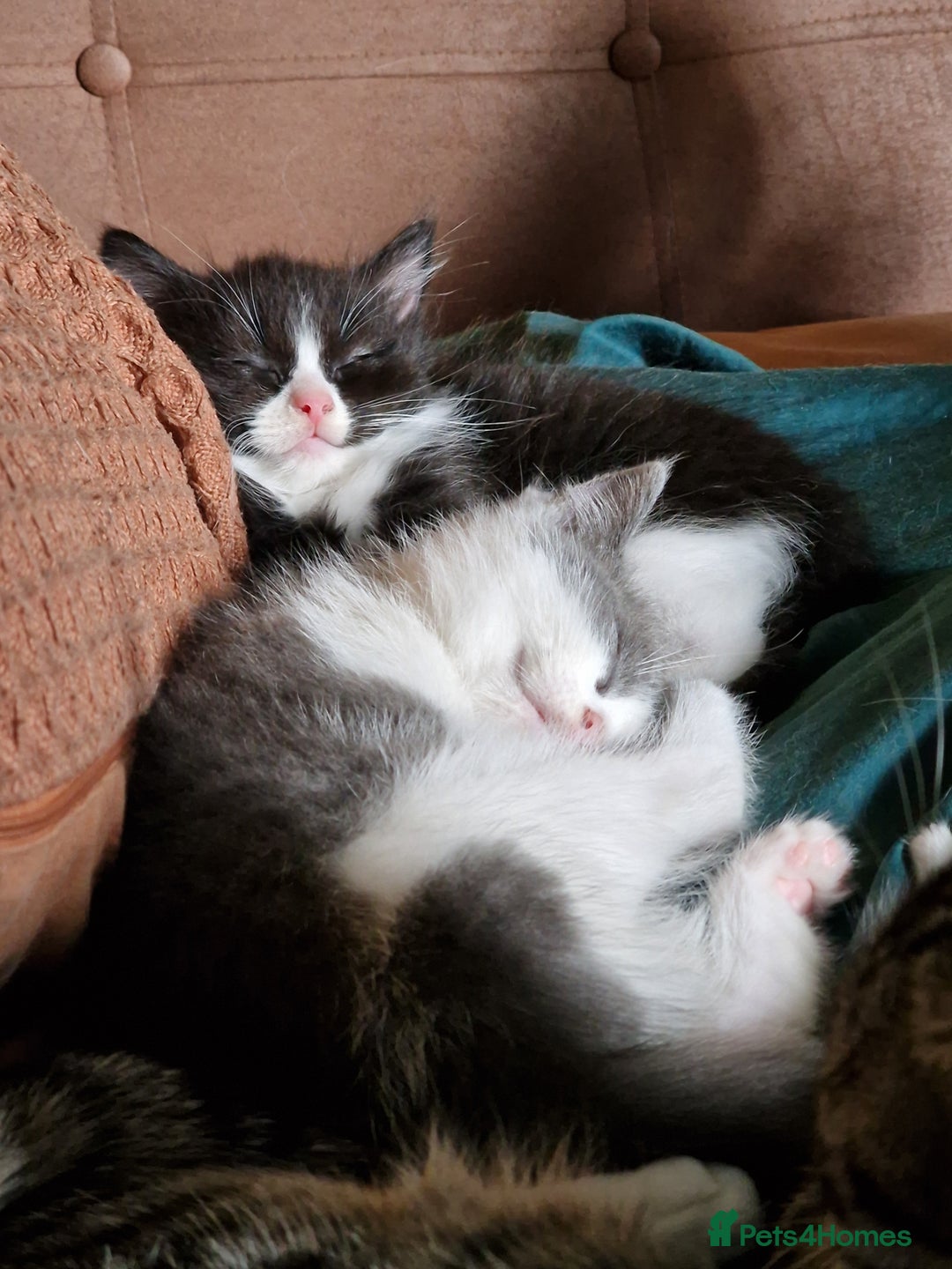 Ragdoll cats for sale: 2 Ragdoll cross kittens - Image 3