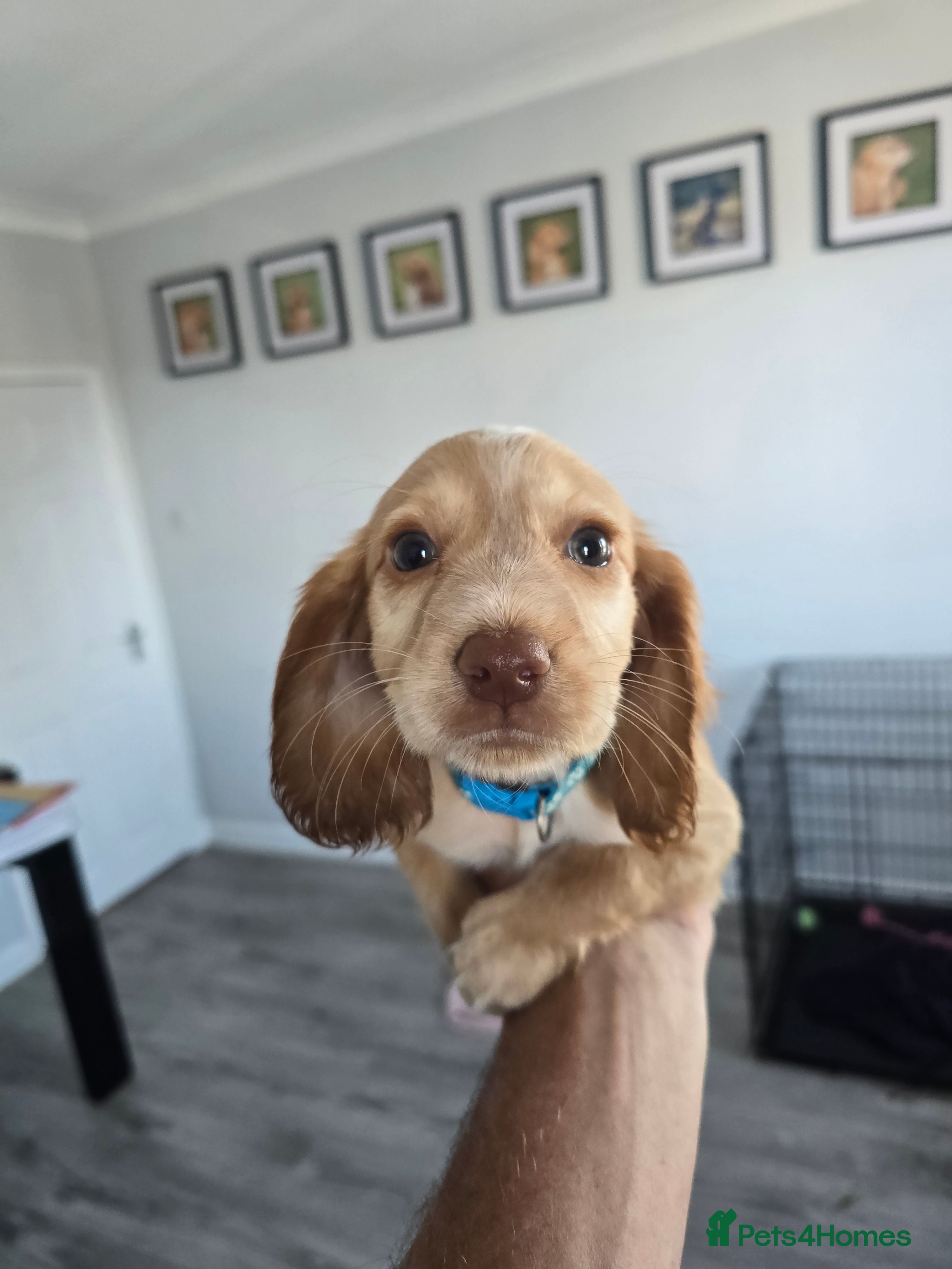 Cocker Spaniel dogs Stunning cocker spaniel puppies  - Advert 2