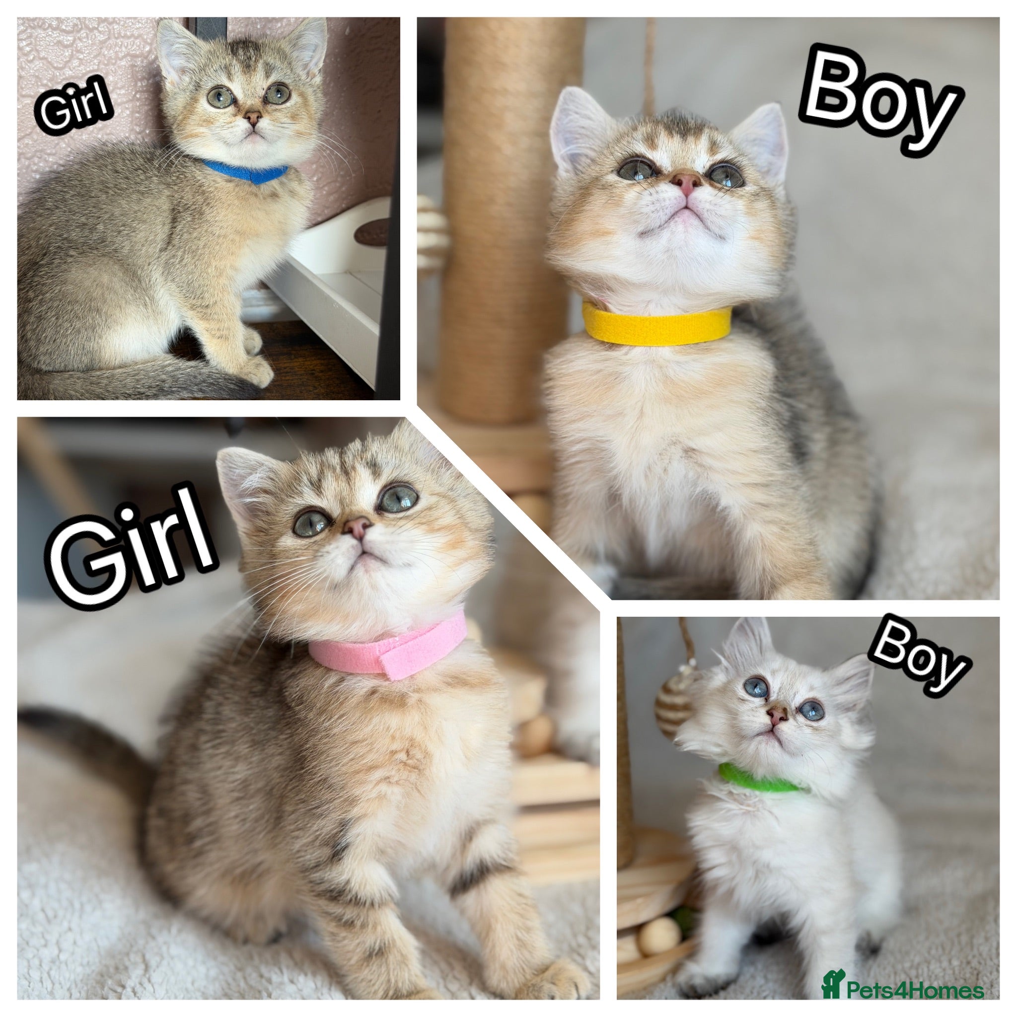 British Shorthair cats British Shorthair golden tabby kittens TICA - Advert 15