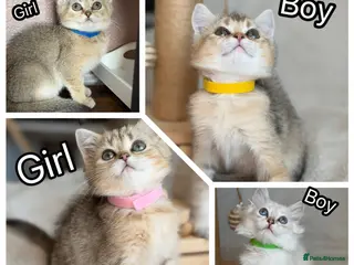 British Shorthair cats British Shorthair golden tabby kittens TICA - Advert 15
