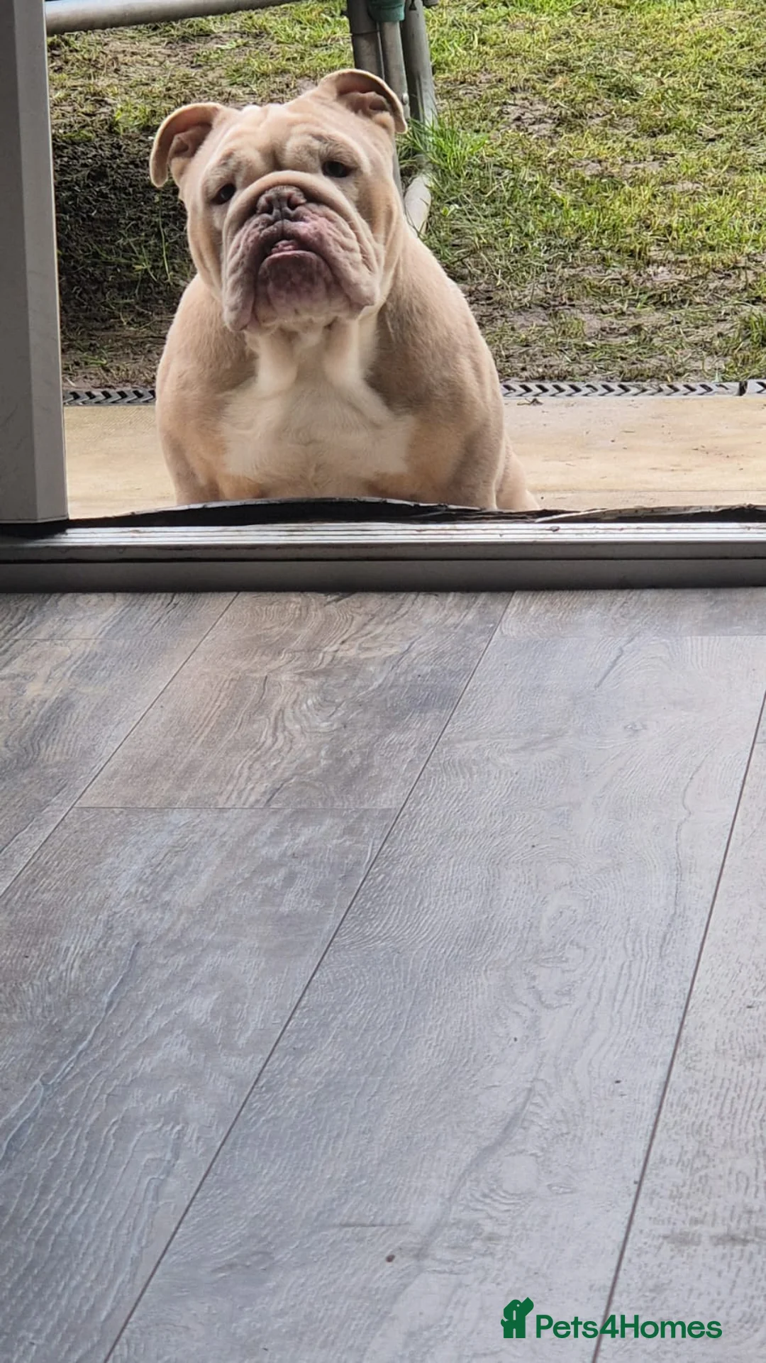 English Bulldog dogs for sale: Miss Narla  in Dudley - Advert 6