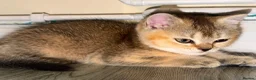 British Shorthair cats for sale: BS Kittens Available Fully TestedReady to Meet You - Advert 13