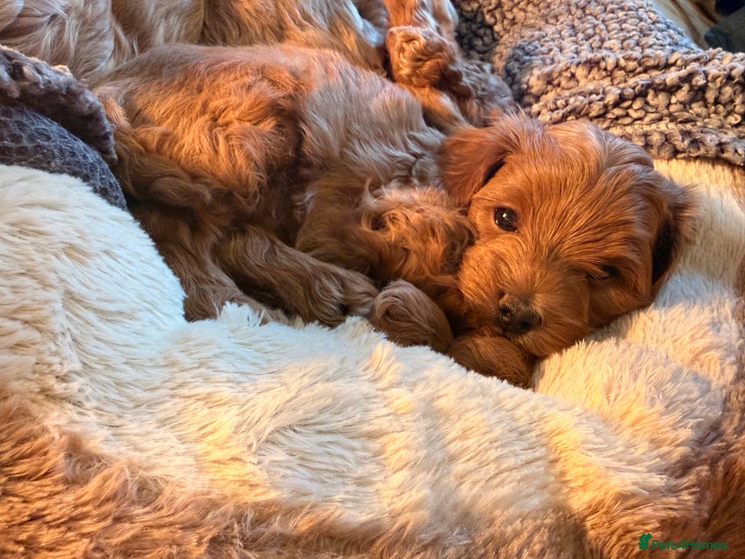 Maltipoo dogs for sale: Rare Red F1B Maltipoo Puppies - Advert 14